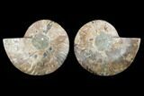 Agatized Ammonite Fossil - Madagascar #130059-1